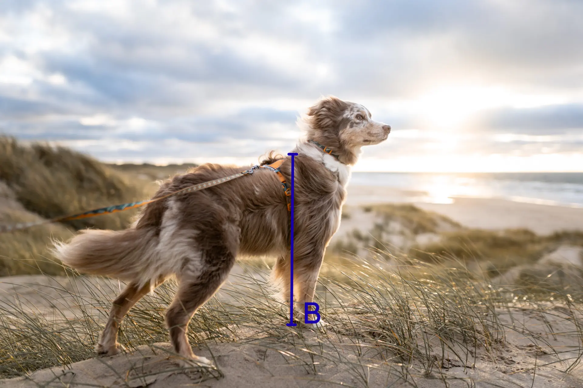 Markering av mankhöjd från marken upp till manken på en hund