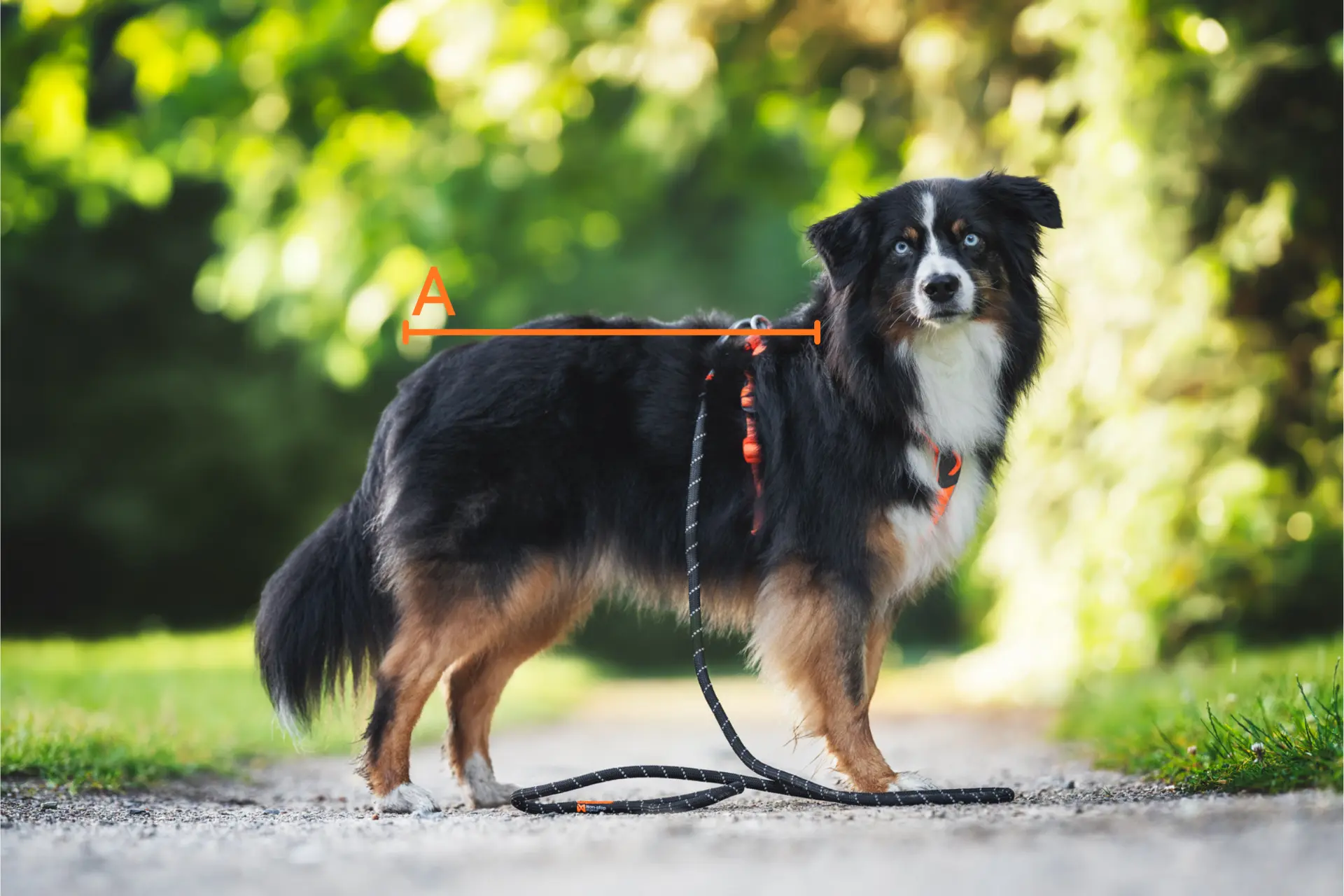 Så mäter du din hund, hitta rätt storlek på sele och hundkläder