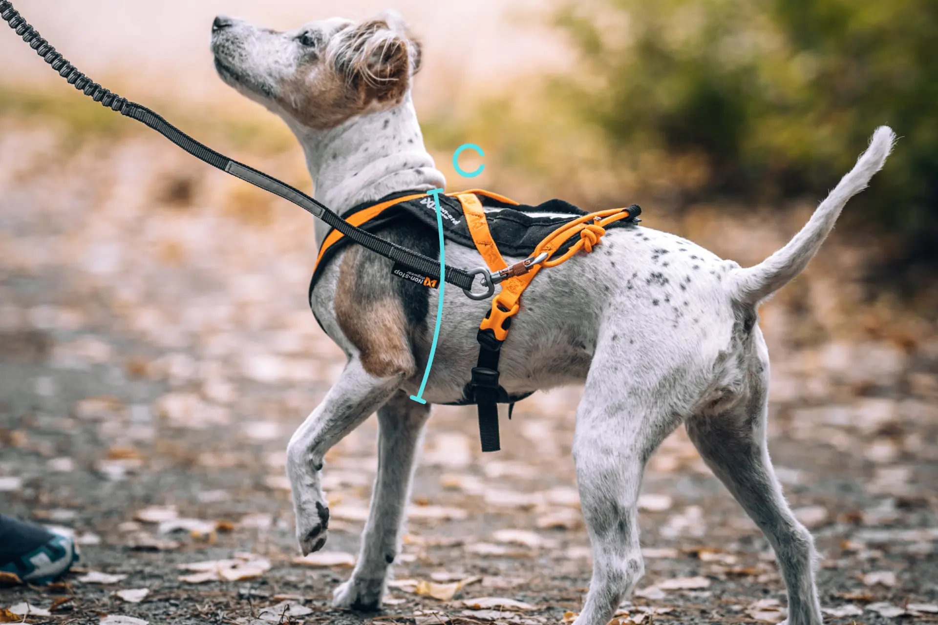 Markering av bröstomfång runt bröstkorgen bakom frambenen på en hund