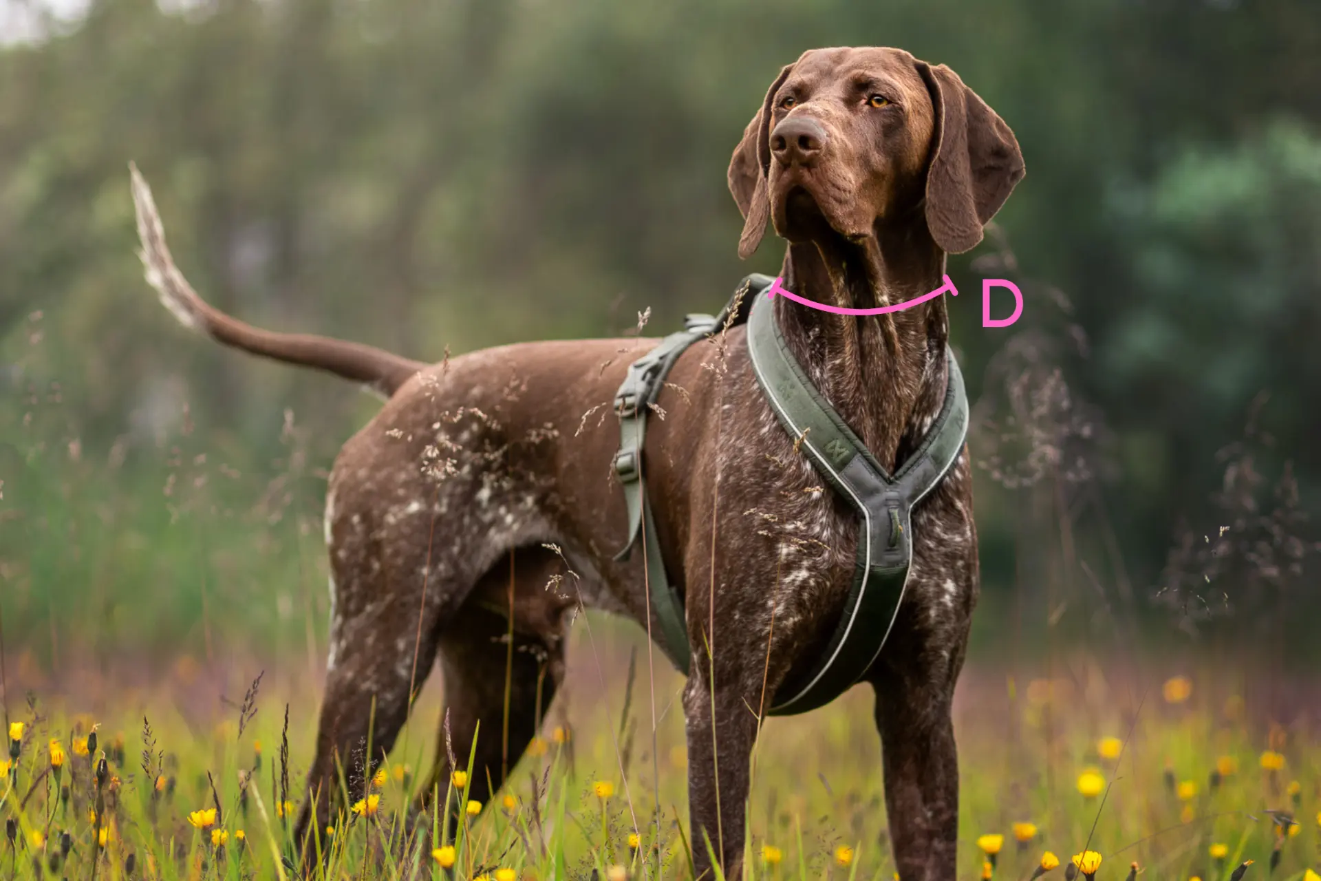 Markering av halsomfång runt halsen på en hund